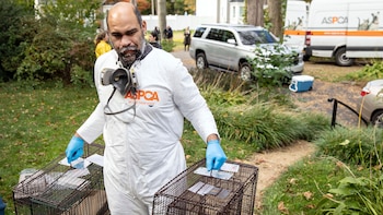 Rescatista con jaulas para sacar