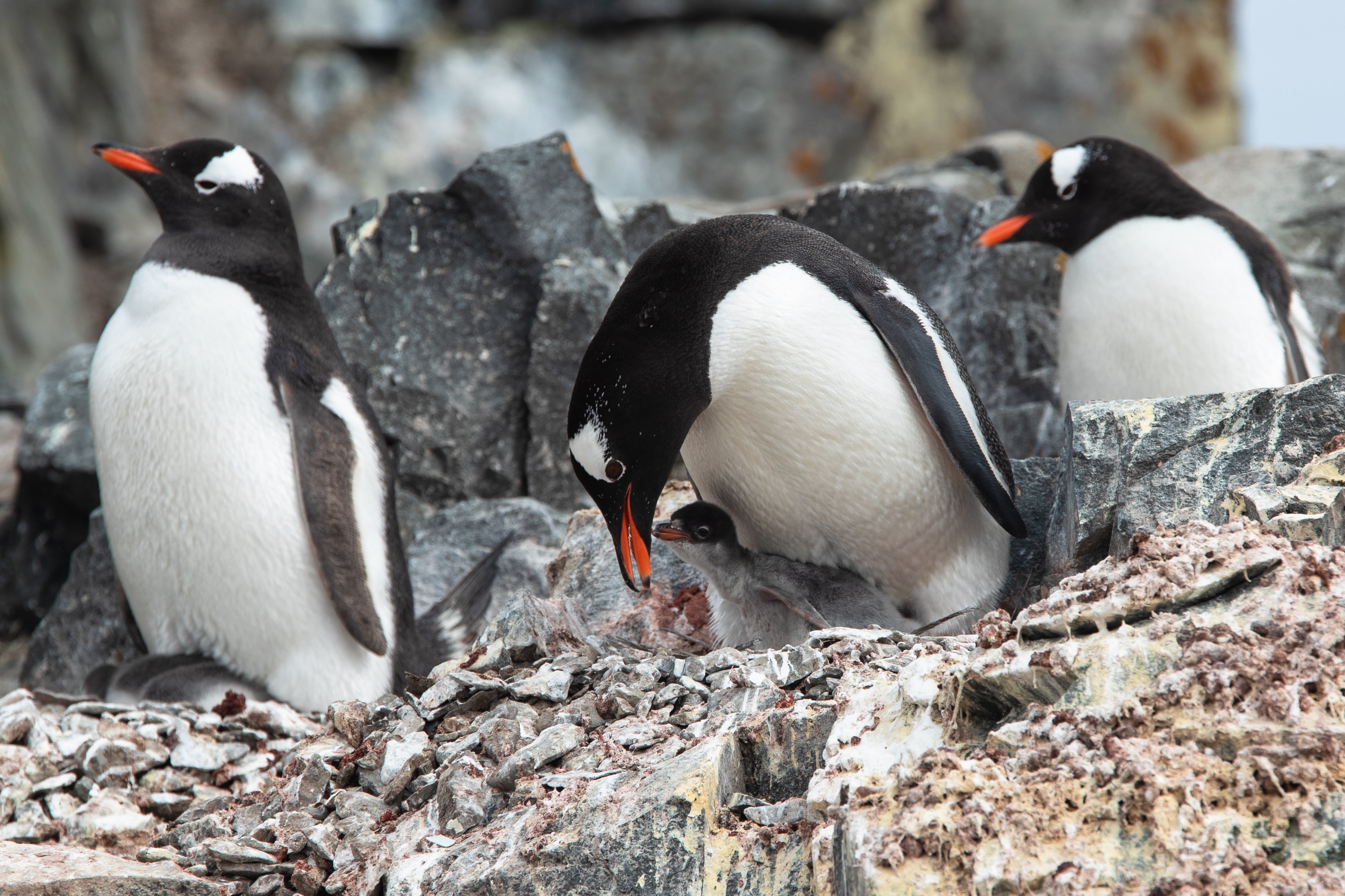 El pingüino papúa se alimenta de peces, krill y calamares/Archivo EFE/ Alberto Valdés