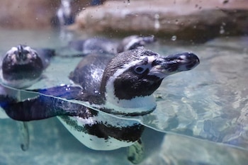 El acuario más grande de