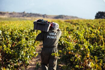 Trabajo en la viña. (Bodegas