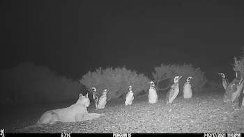 La sorprendente adaptación de los