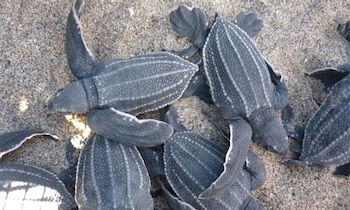 Varias crías de tortugas marinas de caparazón oscuro y estriado caminan sobre arena de color claro