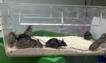 En experimentos con ratas sometidas