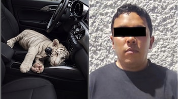 El tigre de Bengala blanco es una especie en peligro de extinción. José Luis “N” fue detenido debido a que no pudo acreditar la legal propiedad del ejemplar. (Crédito: SSC CDMX)