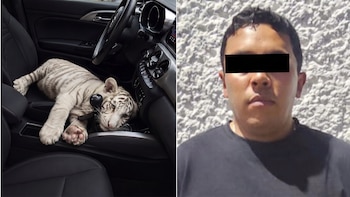 Detienen a hombre con un tigre blanco en Iztapalapa: otros casos de fauna exótica asegurados en CDMX durante 2026