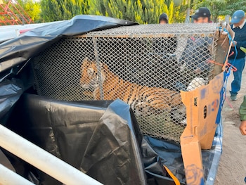 tigre,Profepa,Baja California Sur