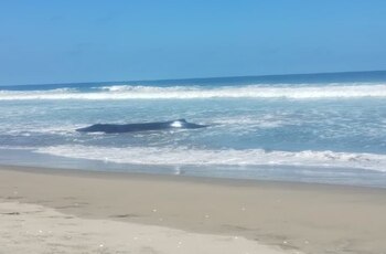 Una de las ballenas agonizó en la costa durante varias horas. (Rescate Animal)