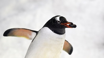 La sorprendente adaptación climática de