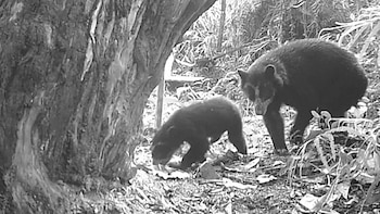 O urso andino é a única espécie de urso que vive na América do Sul e é considerado a chave para a preservação do ecossistema andino. - Crédito CAM