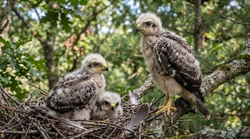 Tres polluelos de ave rapaz con plumón claro y plumas marrones se encuentran en un nido de ramas en un árbol con hojas verdes.