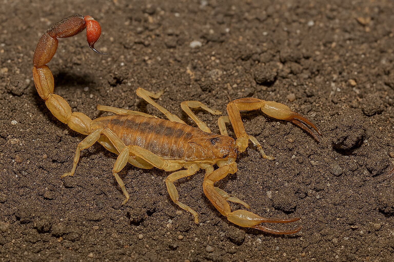 Los alacranes viven en sitios urbanos (Imagen ilustrativa Infobae).