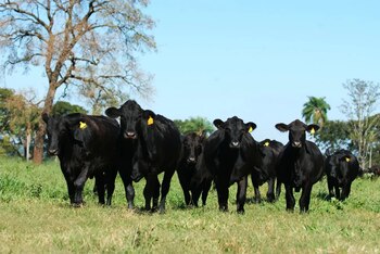 La raza Brangus es una