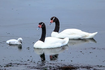 Cisnes de cuello negro defienden