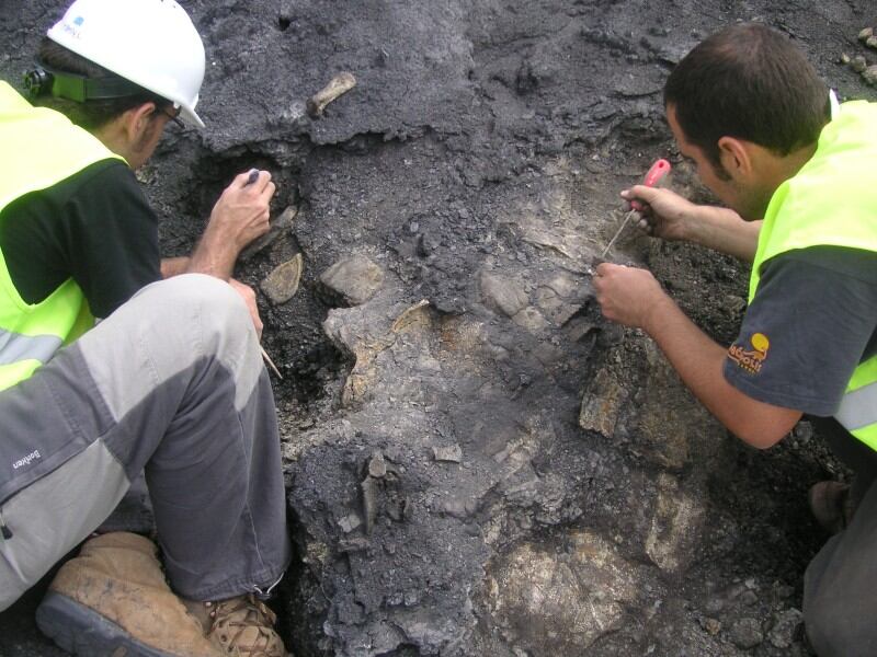 Descubren en Teruel el esqueleto de una tortuga de hace 110 millones de años. (Fundación Dinópolis)