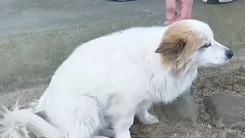 Tras quedar huérfano por el