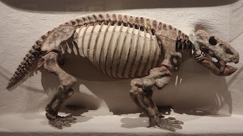 Un fósil hallado hace seis décadas en Tanzania reordena la cronología de los primeros dinosaurios