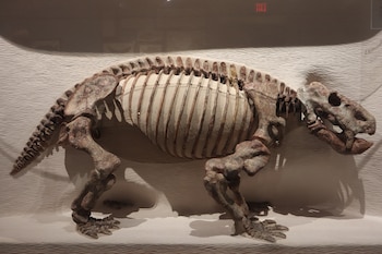 Dinodontosaurus isiyavamanda vivió hace 240 millones de años en Tanzania, el hallazgo ajusta la cronología del origen de los dinosaurios