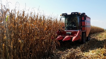 Desde el inicio de la