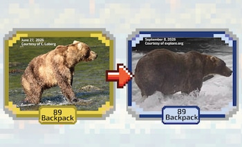 Dos imágenes comparativas del oso pardo número 89 Backpack en un río, en junio y septiembre de 2026, unidas por una flecha roja