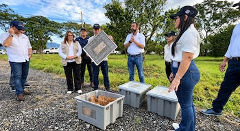 Autoridades del Gobierno y personal técnico participaron en Chiriquí en la primera liberación masiva de moscas estériles para combatir una plaga que afecta la producción frutícola. Captura de video