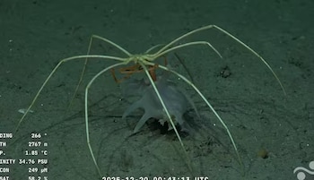 El streaming mostró la delicada