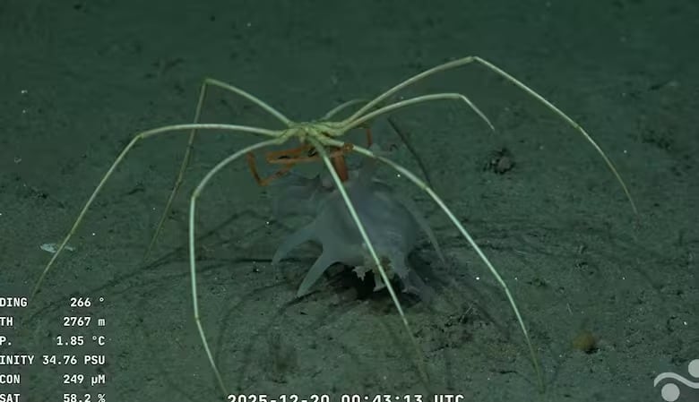 El streaming mostró la delicada recolección de muestras biológicas y geológicas a gran profundidad (Conicet)