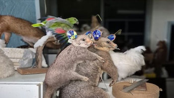 Tenía más de 700 animales congelados y disecados: la colección ilegal de un anticuario que terminó multado
