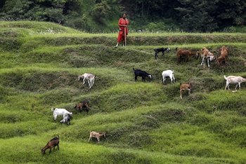 Una mujer con sus cabras