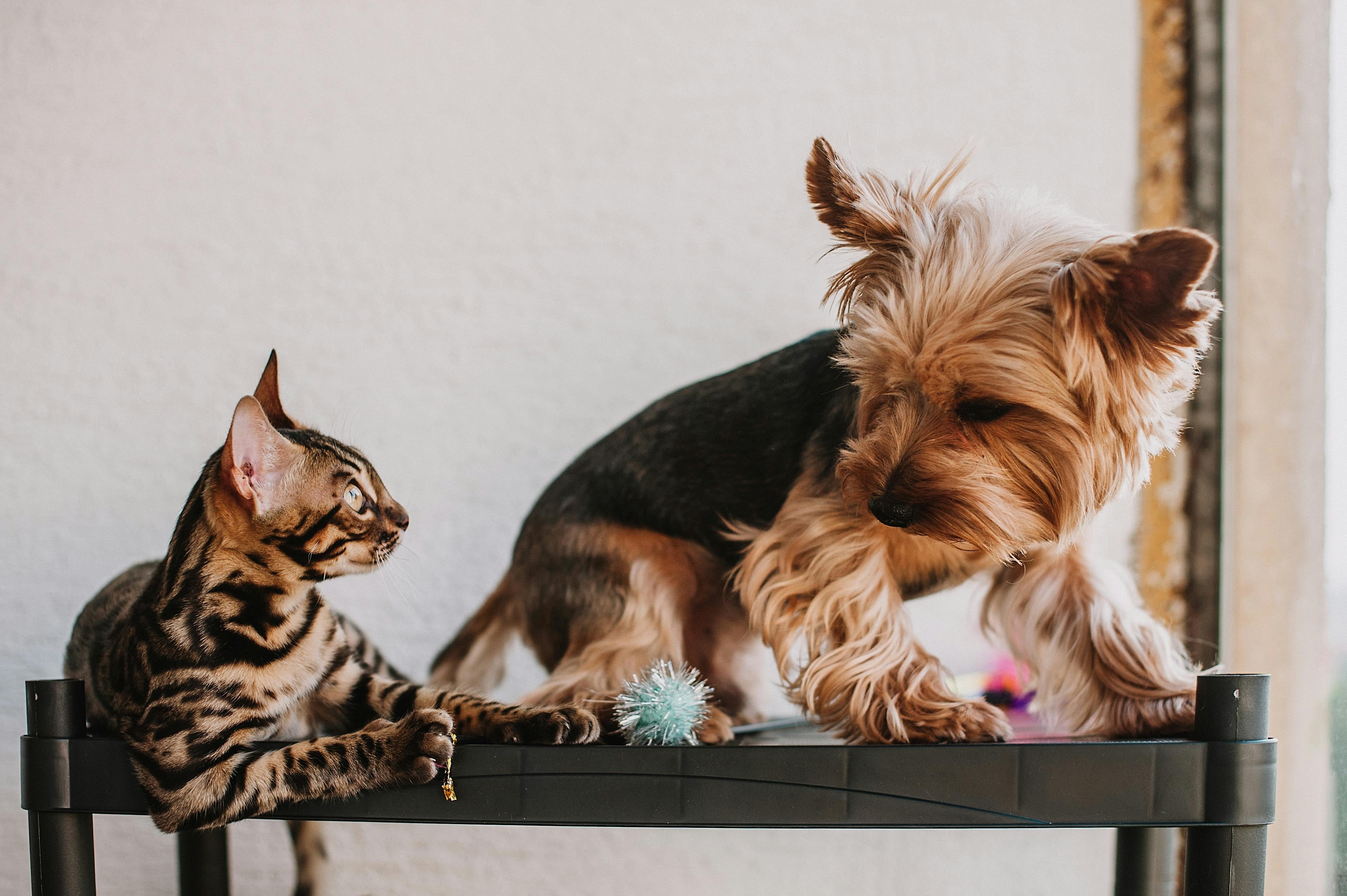 Perro y gato se miran en una repisa. (Pexels)