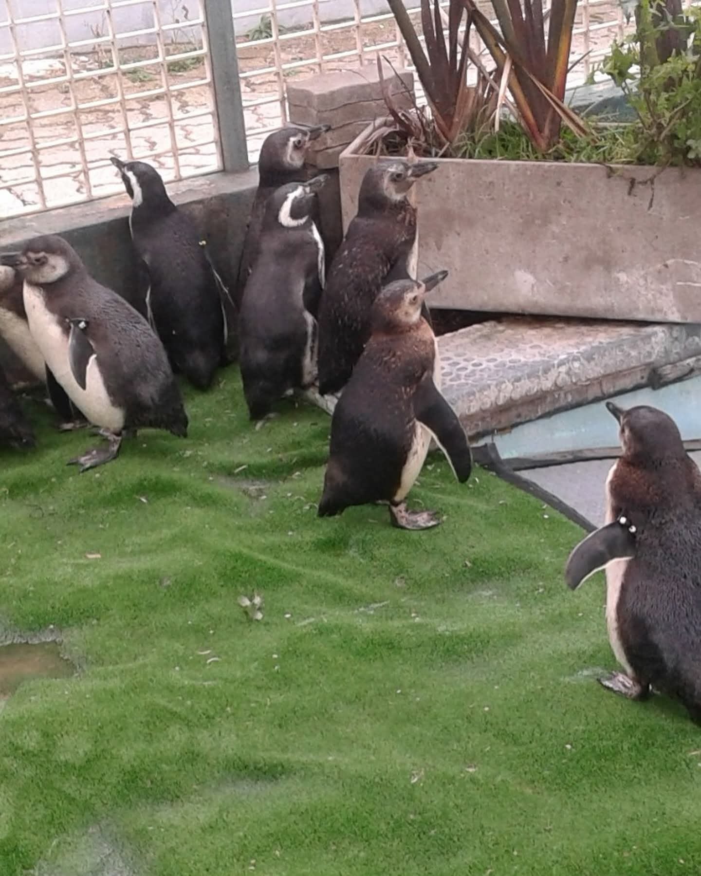 Entre los animales protegidos destacan 56 pingüinos magallánicos, dos pingüinos rey, cuatro saltarrocas y cuatro lobos marinos