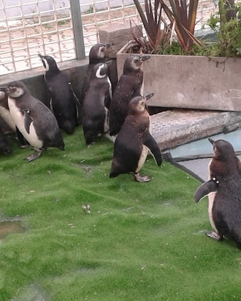 Entre los animales protegidos destacan 56 pingüinos magallánicos, dos pingüinos rey, cuatro saltarrocas y cuatro lobos marinos
