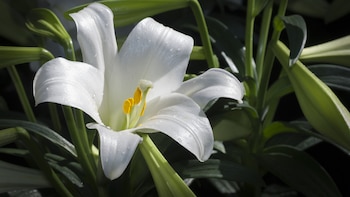 La curiosidad de la planta que crece 43 años después de plantarla y que muere poco después