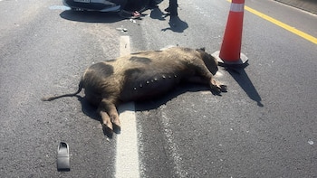 Se cruzó un chancho y generó un accidente en la autopista Buenos Aires La Plata