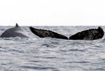 APAREAMIENTO
ISLA GORGONA, SEP. 28.- GORGONA