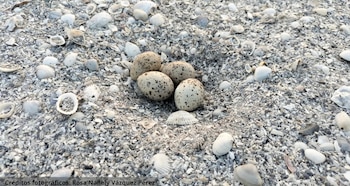 Las autoridades prohíben ingreso de