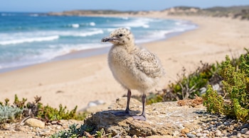 Un polluelo de gaviota gris y blanco sobre una roca, con el océano, una playa de arena, vegetación y colinas distantes al fondo bajo un cielo azul.