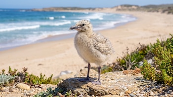 El secreto de las gaviotas jóvenes para sobrevivir entre adultos hostiles