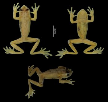 Vistas dorsal, ventral y de