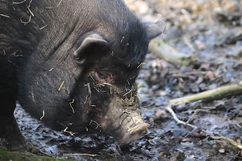 Imagen de archivo de un cerdo vietnamita adulto. (Animalculum/Wikimedia Commons)