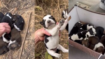 Los cachorros de Marathon Mama,