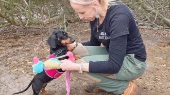 Valerie, la perra salchicha que