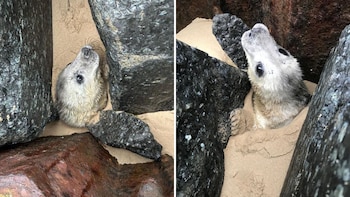 La cría de foca gris