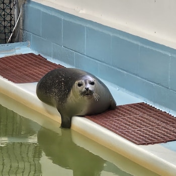 El MMSC se convirtió en