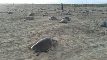 Tortugas marinas en las playas