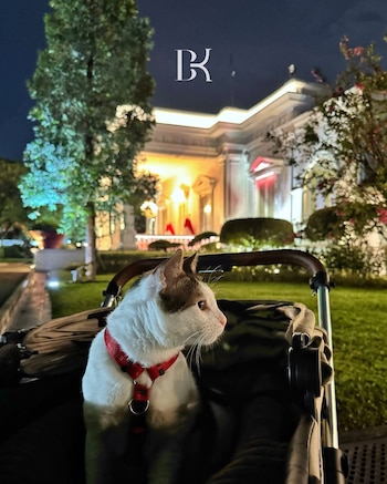 El felino acompaña al presidente