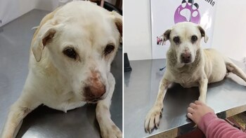 Catalina ha encontrado un nuevo