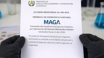 El Ministerio de Agricultura de Guatemala prorroga hasta 2028 la emergencia por el gusano barrenador