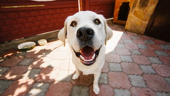 Mascotas marcan tendencia inmobiliaria: ¿Qué incluyen los nuevos departamentos ‘pet-friendly’?