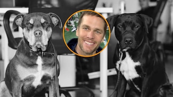 Tom Brady con sus perros. (Instagram: Tom Brady)