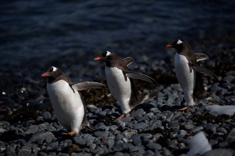 Las cámaras trampa permitieron monitorear el comportamiento de los pichones de pingüino papúa/Archivo REUTERS/Ueslei Marcelino